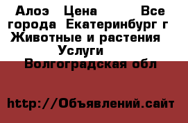 Алоэ › Цена ­ 150 - Все города, Екатеринбург г. Животные и растения » Услуги   . Волгоградская обл.